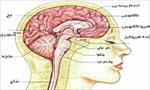 پاورپوینت-شناخت-دستگاه-عصبی-مغز-و-نخاع