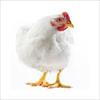 پاورپوینت بیزینس پلن یا طرح توجیهی پرورش مرغ گوشتی با ظرفیت 10.000قطعه